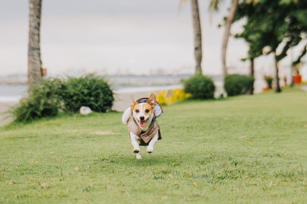 Sofitel Philippine Plaza Manila Hotel Pasay Exterior photo A dog running